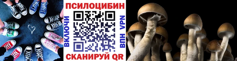 магазин продажи   Муром  Псилоцибиновые грибы мицелий 